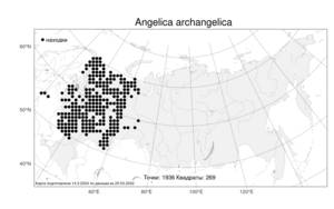 Angelica archangelica L., Atlas of the Russian Flora (FLORUS) (Russia)