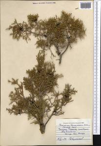 Juniperus pseudosabina Fisch. & C.A.Mey., Middle Asia, Western Tian Shan & Karatau (M3) (Kazakhstan)