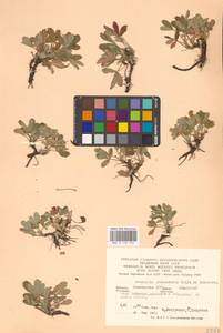 Potentilla cinerea subsp. incana (G. Gaertn., B. Mey. & Scherb.) Asch., Eastern Europe, Eastern region (E10) (Russia)