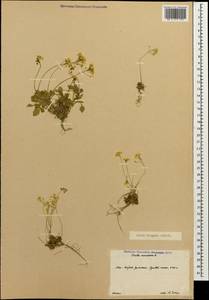 Draba hispida Willd., Caucasus, South Ossetia (K4b) (South Ossetia)