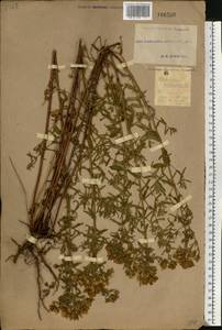 Hypericum perforatum L., Eastern Europe, South Ukrainian region (E12) (Ukraine)