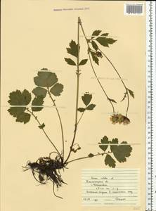 Geum rivale L., Eastern Europe, South Ukrainian region (E12) (Ukraine)