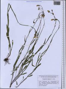 Campanula stevenii subsp. wolgensis (P.A.Smirn.) Fed., Eastern Europe, Middle Volga region (E8) (Russia)