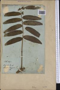 Rhus typhina L., America (AMER) (Not classified)