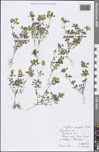 Trifolium campestre Schreb., Eastern Europe, Central forest region (E5) (Russia)