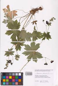 Geranium phaeum L., Eastern Europe, South Ukrainian region (E12) (Ukraine)