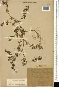 Euphorbia peplis L., Caucasus, Black Sea Shore (from Novorossiysk to Adler) (K3) (Russia)
