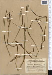 Alopecurus pratensis L., Middle Asia, Western Tian Shan & Karatau (M3) (Kyrgyzstan)