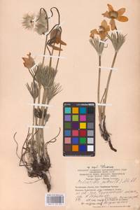 Pulsatilla patens (L.) Mill., Eastern Europe, Eastern region (E10) (Russia)