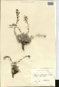 Smelowskia calycina (Stephan) C.A.Mey., Middle Asia, Western Tian Shan & Karatau (M3) (Kyrgyzstan)
