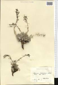 Smelowskia calycina (Stephan ex Willd.) C. A. Mey., Middle Asia, Western Tian Shan & Karatau (M3) (Kyrgyzstan)