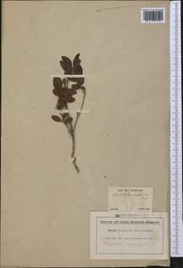 Chrysophyllum marginatum (Hook. & Arn.) Radlk., America (AMER) (Brazil)