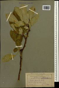Malus orientalis Uglitzk., Caucasus, Armenia (K5) (Armenia)