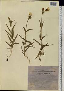 Dichodon maximum (L.) Á. Löve & D. Löve, Siberia, Chukotka & Kamchatka (S7) (Russia)