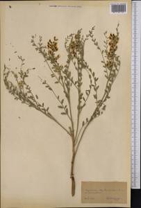 Sophora lehmannii (Bunge) Yakovlev, Middle Asia, Karakum (M6) (Turkmenistan)