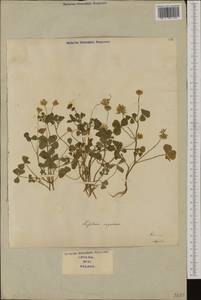 Trifolium nigrescens Viv., Western Europe (EUR) (Italy)