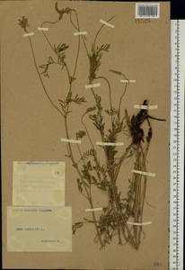 Onobrychis arenaria (Kit.)DC., Eastern Europe, Eastern region (E10) (Russia)