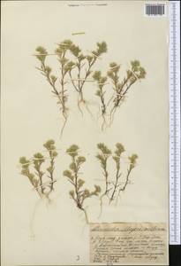 Minuartia meyeri (Boiss.) Bornm., Middle Asia, Western Tian Shan & Karatau (M3) (Kazakhstan)