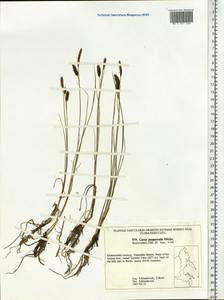 Carex magellanica subsp. irrigua (Wahlenb.) Hiitonen, Siberia, Russian Far East (S6) (Russia)