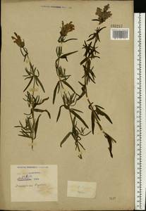 Dracocephalum ruyschiana L., Eastern Europe, Moscow region (E4a) (Russia)