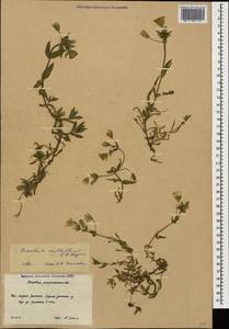 Cerastium multiflorum C. A. Mey., Caucasus, South Ossetia (K4b) (South Ossetia)