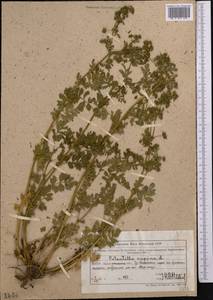 Potentilla supina L., Middle Asia, Northern & Central Tian Shan (M4) (Kazakhstan)