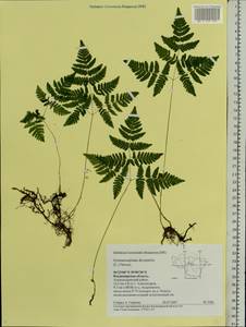 Gymnocarpium dryopteris (L.) Newm., Eastern Europe, Central region (E4) (Russia)