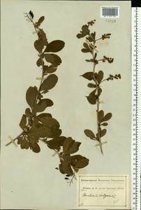 Berberis vulgaris L., Eastern Europe, Central forest-and-steppe region (E6) (Russia)