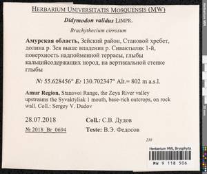 Didymodon validus Limpr., Bryophytes, Bryophytes - Russian Far East (excl. Chukotka & Kamchatka) (B20) (Russia)