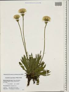 Leontodon asperrimus (Willd.) Boiss. ex Ball, Caucasus, Krasnodar Krai & Adygea (K1a) (Russia)