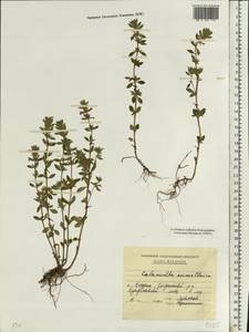 Clinopodium acinos (L.) Kuntze, Eastern Europe, Moldova (E13a) (Moldova)