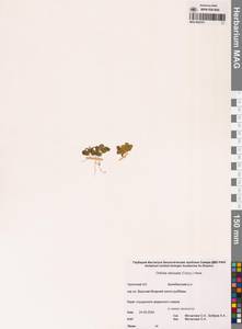 Orthilia secunda (L.) House, Siberia, Chukotka & Kamchatka (S7) (Russia)