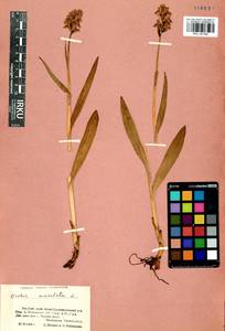 Dactylorhiza maculata subsp. fuchsii (Druce) Hyl., Siberia, Altai & Sayany Mountains (S2) (Russia)
