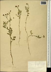 Turgenia latifolia (L.) Hoffm., South Asia, South Asia (Asia outside ex-Soviet states and Mongolia) (ASIA) (Turkey)