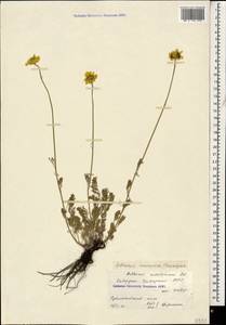 Archanthemis marschalliana subsp. pectinata (Boiss.) Lo Presti & Oberpr., Caucasus, Stavropol Krai, Karachay-Cherkessia & Kabardino-Balkaria (K1b) (Russia)