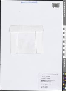 Heracleum sphondylium subsp. sibiricum (L.) Simonk., Eastern Europe, Moscow region (E4a) (Russia)