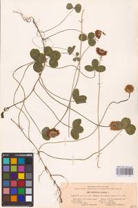 Trifolium repens L., Eastern Europe, South Ukrainian region (E12) (Ukraine)