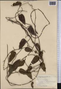 Dioscorea haitiensis R.Knuth, America (AMER) (Cuba)