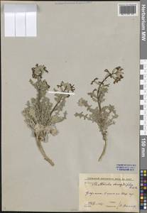 Matthiola chenopodiifolia Fisch. & C.A.Mey., Middle Asia, Syr-Darian deserts & Kyzylkum (M7) (Uzbekistan)