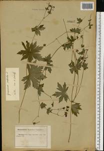Geranium palustre L., Eastern Europe, Central forest-and-steppe region (E6) (Russia)