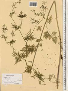 Aethusa cynapium L., Eastern Europe, Central forest-and-steppe region (E6) (Russia)