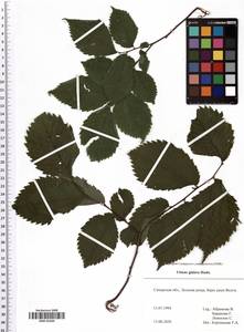 Ulmus glabra Huds., Eastern Europe, Middle Volga region (E8) (Russia)