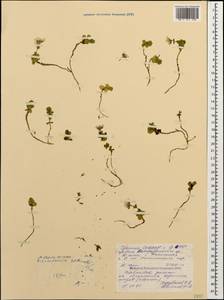 Noccaea germanii Al-Shehbaz, Caucasus, North Ossetia, Ingushetia & Chechnya (K1c) (Russia)