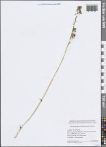 Ornithogalum fischerianum Krasch., Eastern Europe, Lower Volga region (E9) (Russia)