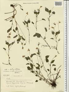 Viola ×kiliensis E. H. L. Krause, Eastern Europe, Central region (E4) (Russia)
