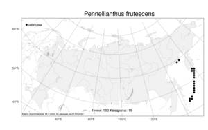 Pennellianthus frutescens (Lamb.) Crosswh., Atlas of the Russian Flora (FLORUS) (Russia)