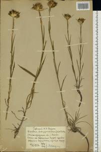 Dianthus capitatus subsp. andrzejowskianus Zapal., Eastern Europe, Lower Volga region (E9) (Russia)