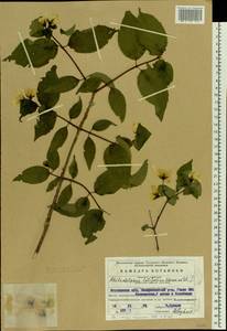 Philadelphus pubescens Loisel., Eastern Europe, Moscow region (E4a) (Russia)