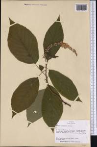 Clethra acuminata Michx., America (AMER) (United States)