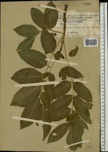 Fraxinus excelsior L., Eastern Europe, Volga-Kama region (E7) (Russia)